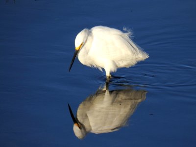 A reflective snowy egret photo