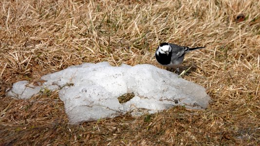 20180412 Wagtail2