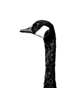 Black & White Goose photo