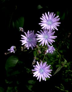 Common chicory in a patch of sunlight photo