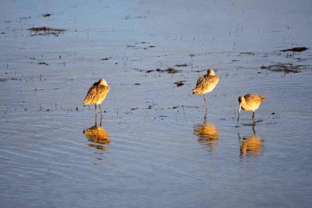 Marbled godwits photo