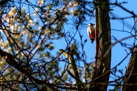 Great spotted woodpecker at Myrstigen 2 photo