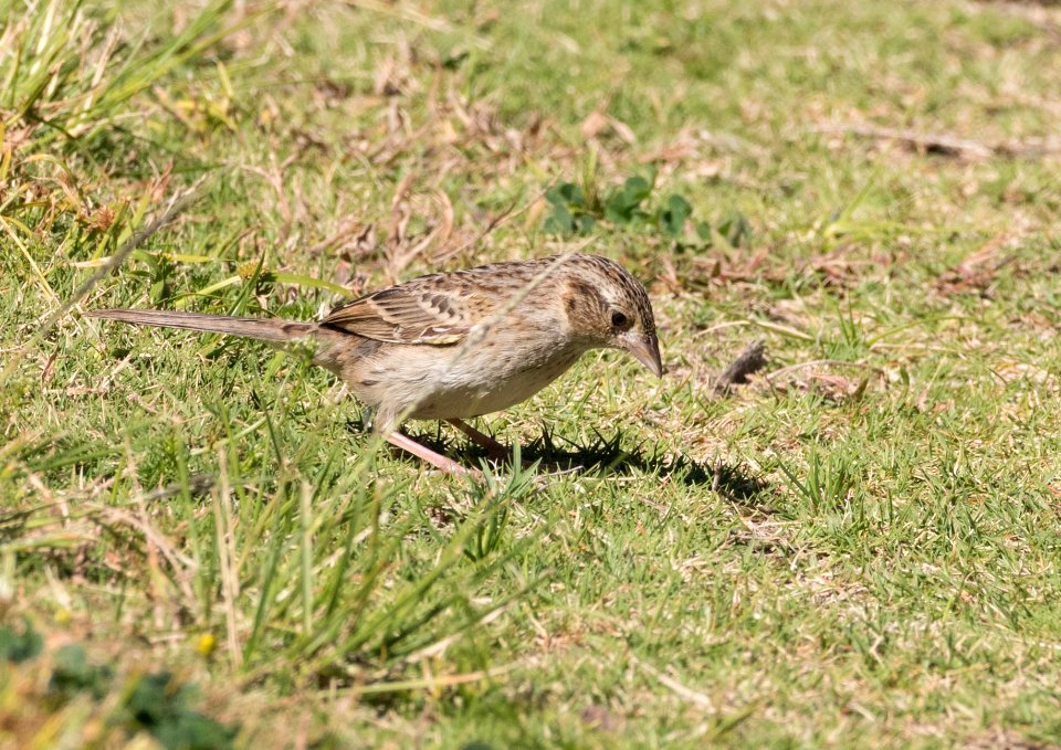 Cassin's sparrow