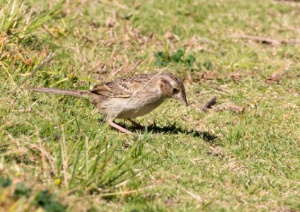 Cassin's sparrow
