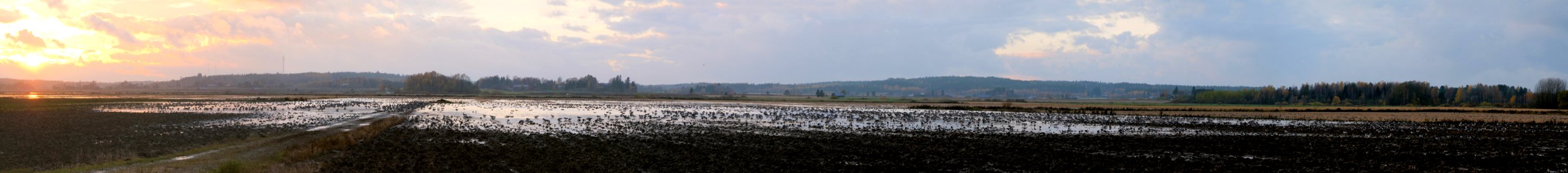 20171016 Geese at Elimaki