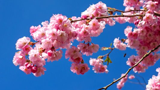 Pink double cherry blossoms in Torp 9 photo