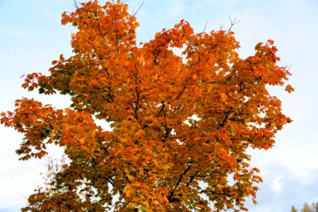 Colours of Autumn 7 photo