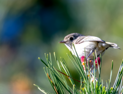 Hutton's vireo // Viréo de Hutton