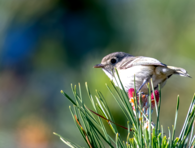 Hutton's vireo // Viréo de Hutton photo