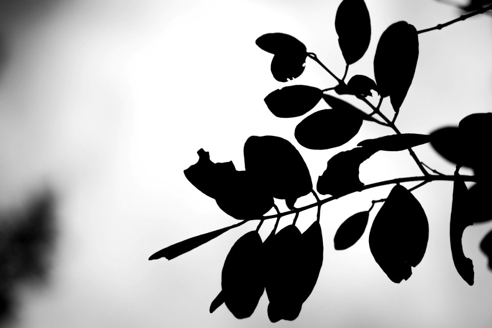 Black Leaf