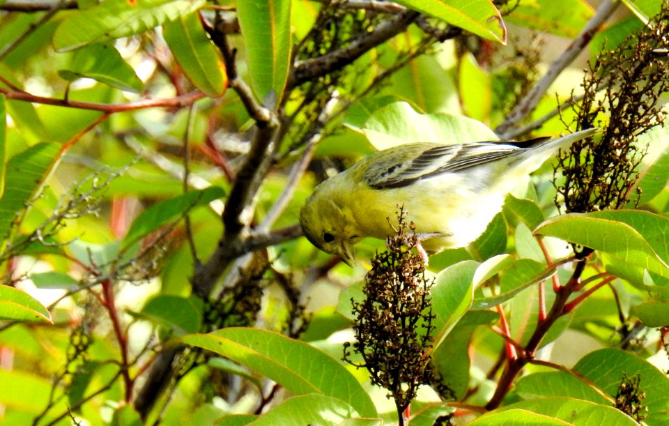 A lesser goldfinch scavenging for berries.