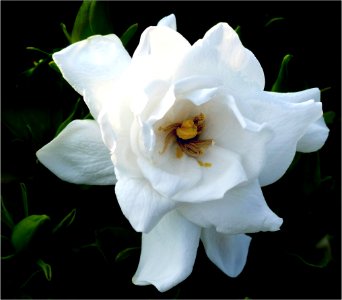 Gardenia photo