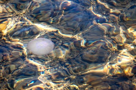 Moon jellyfish at Govik beach 2 photo