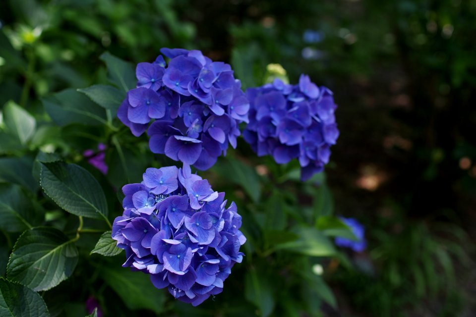 アジサイ(紫陽花, Ajisai)