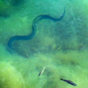 European eel in Gullmarn fjord 1 photo