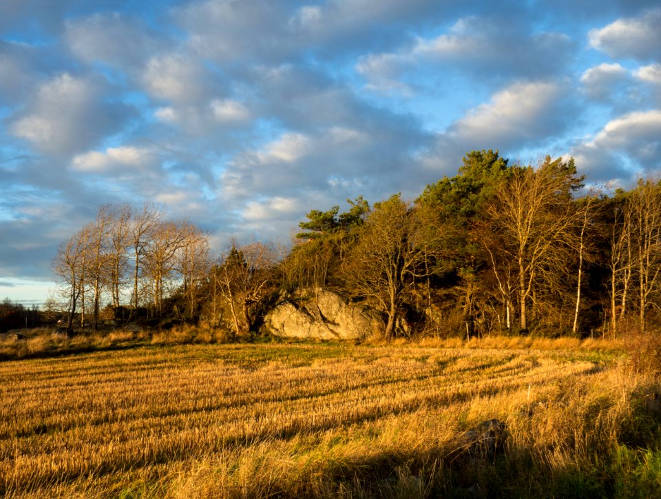 Corner of harvested field in Gåseberg photo