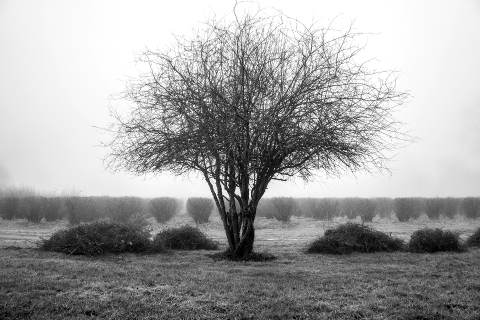 Foggy 1 Large