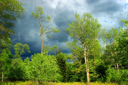 Open Forest (1)