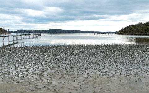 Lugworm casts and jetty on mudflats of Gullmarsviken, Gullmarn 2