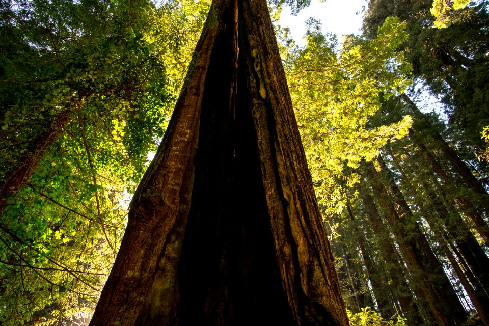 Along the trail at Sequoia Park 2