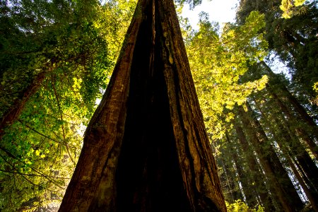 Along the trail at Sequoia Park 2