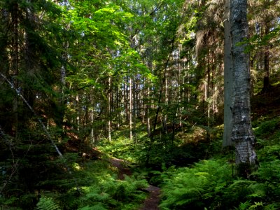 Path to a sunny patch in Gullmarsskogen ravine 2