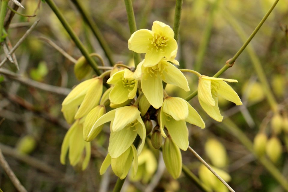 Clematis afoliata - flower