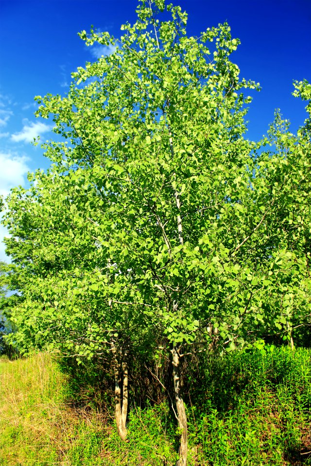 Quaking Aspens (1)