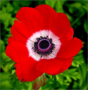 Anemone coronaria red