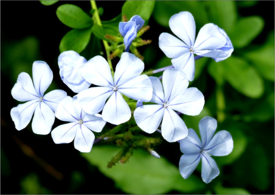 Butterfly Plant----blue plumbago
