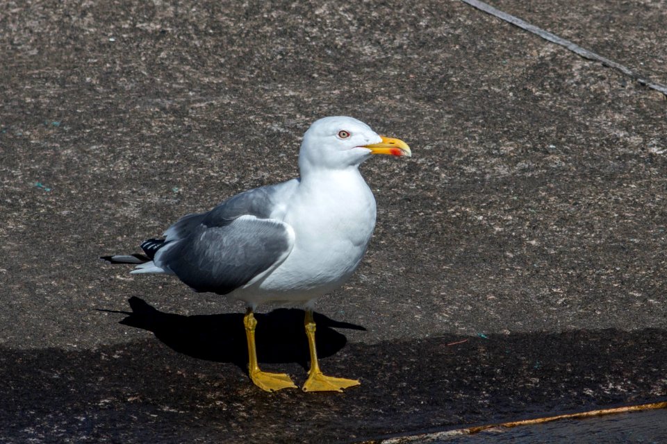 Larus michahellis atlantis