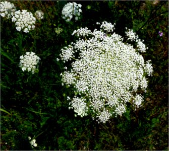 Queen Anns Lace -- Daucus carota
