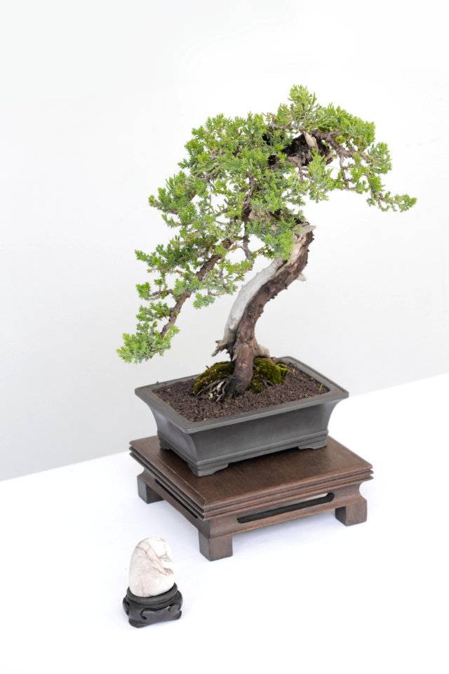 Small Bonsal Exhibit