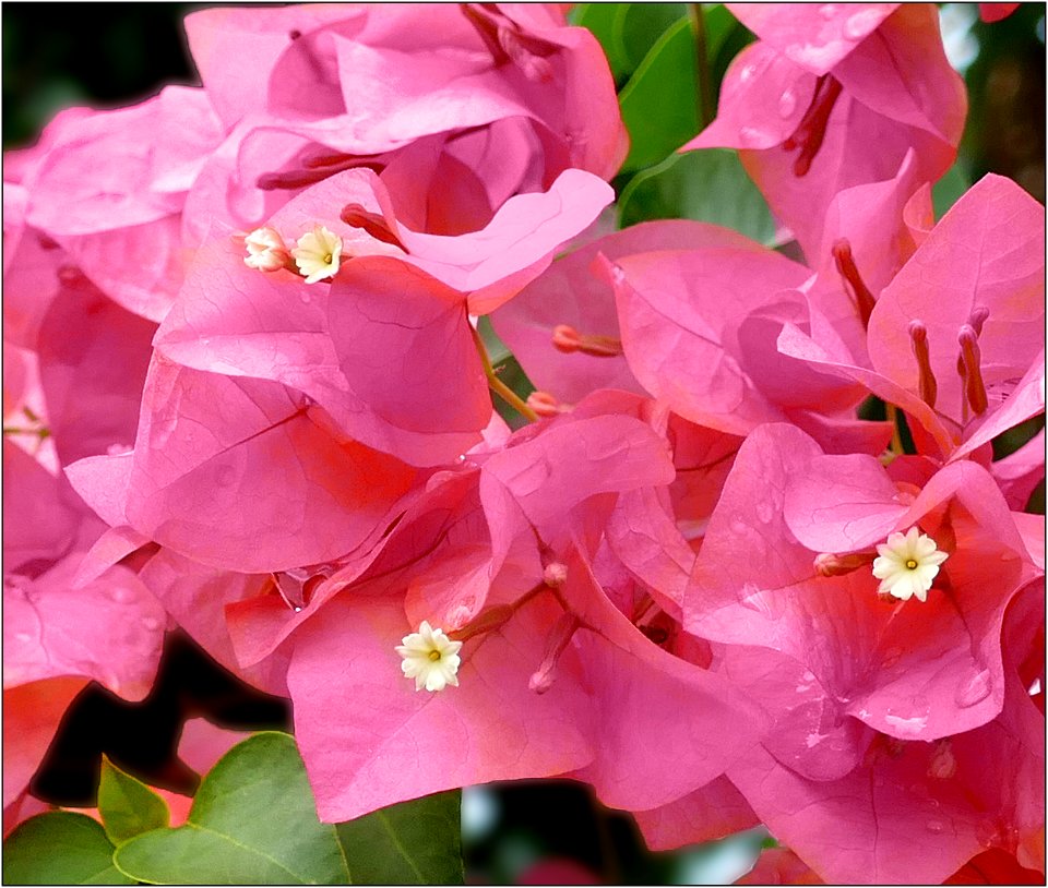 paperflower -- Bougainvillea glabra