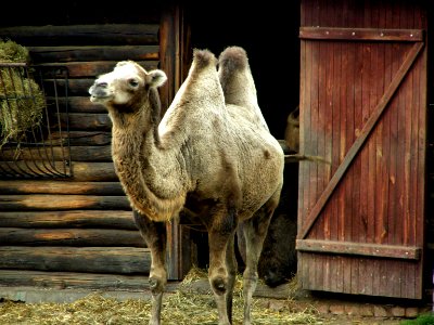 Arabian Camel