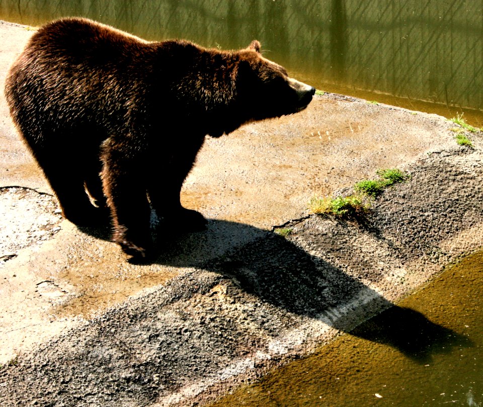 American black bear