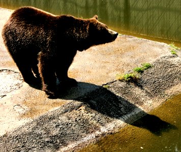 American black bear photo