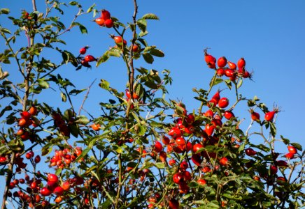 Rose hips in autumn photo