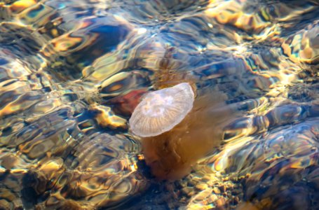Moon jellyfish at Govik beach 1 photo