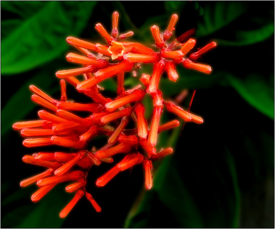 Firebush -- Hamelia patens
