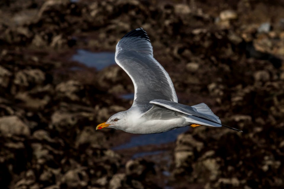 Larus michahellis
