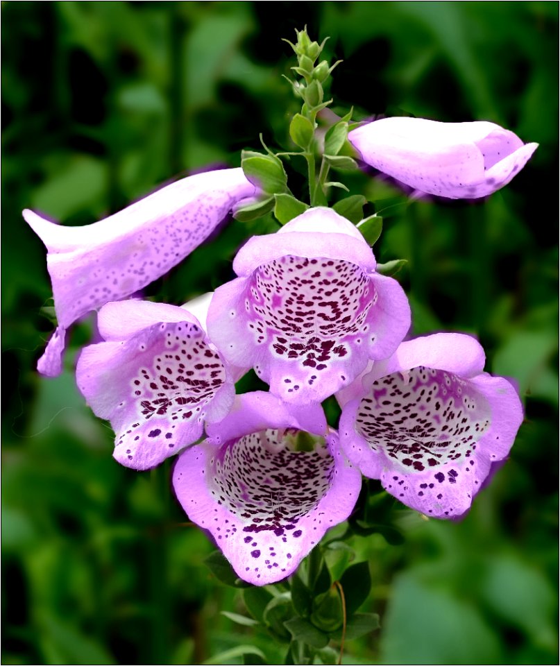 Foxglove -- Digitalis purpurea