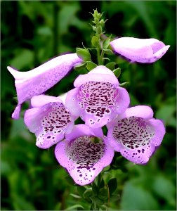 Foxglove -- Digitalis purpurea