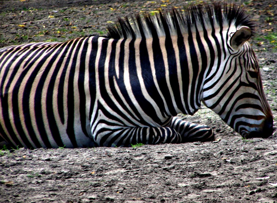 Zebra