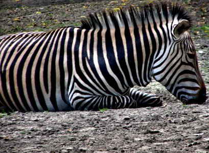 Zebra