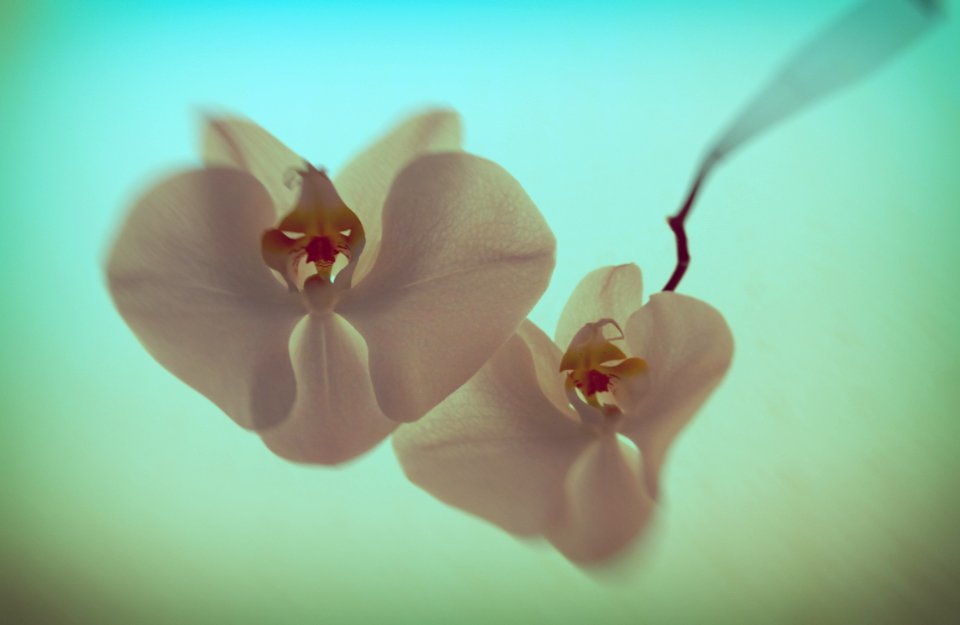 #Orchids #Floating