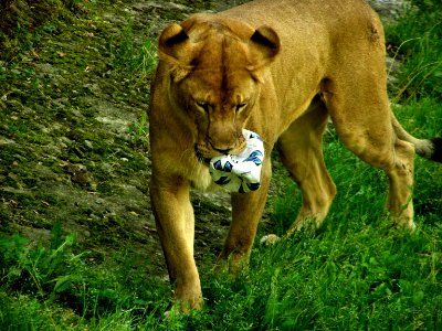 Lion with ball