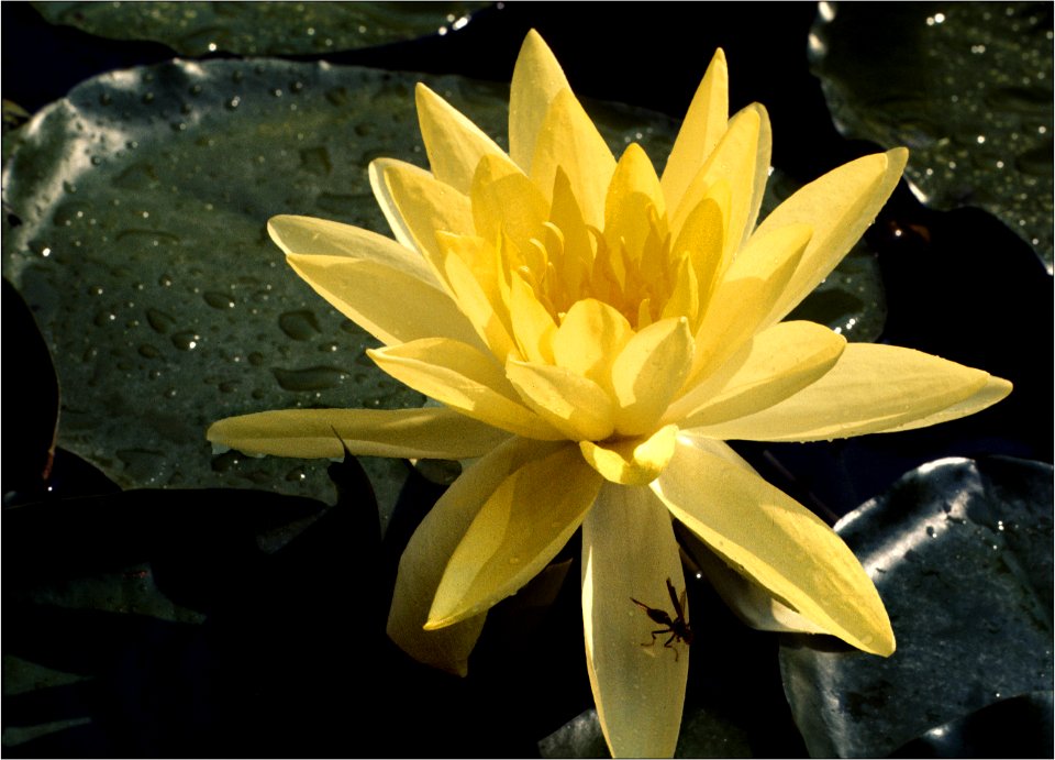 Water Lily -- Nymphaeaceae