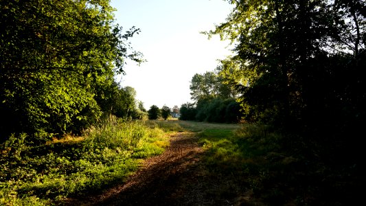 Path from D street on way to forest section at Blueberry Park