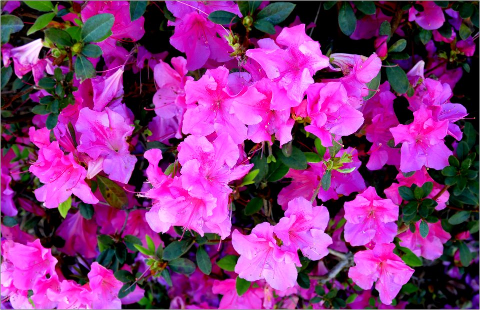 azalea -- Rhododendron
